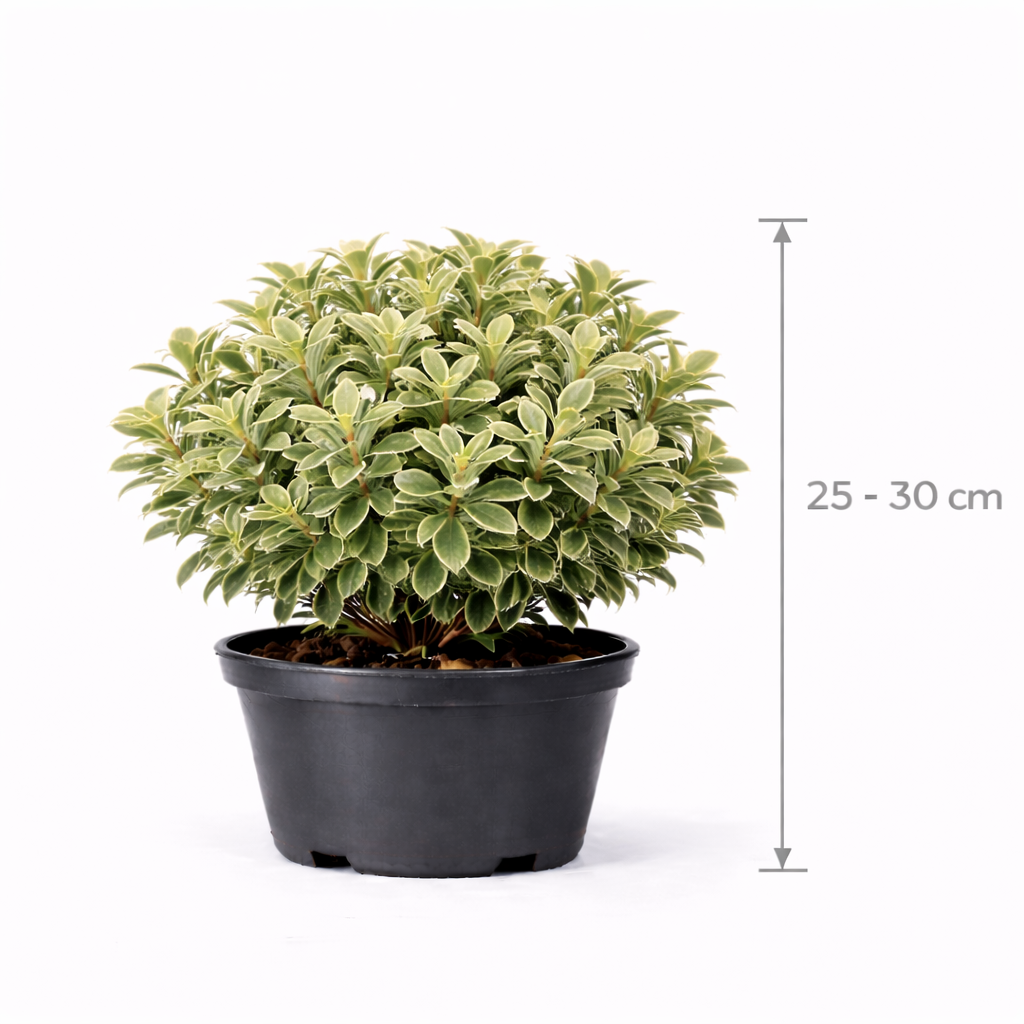 Pittosporum ten. 'Silver Queen' 25 - 30