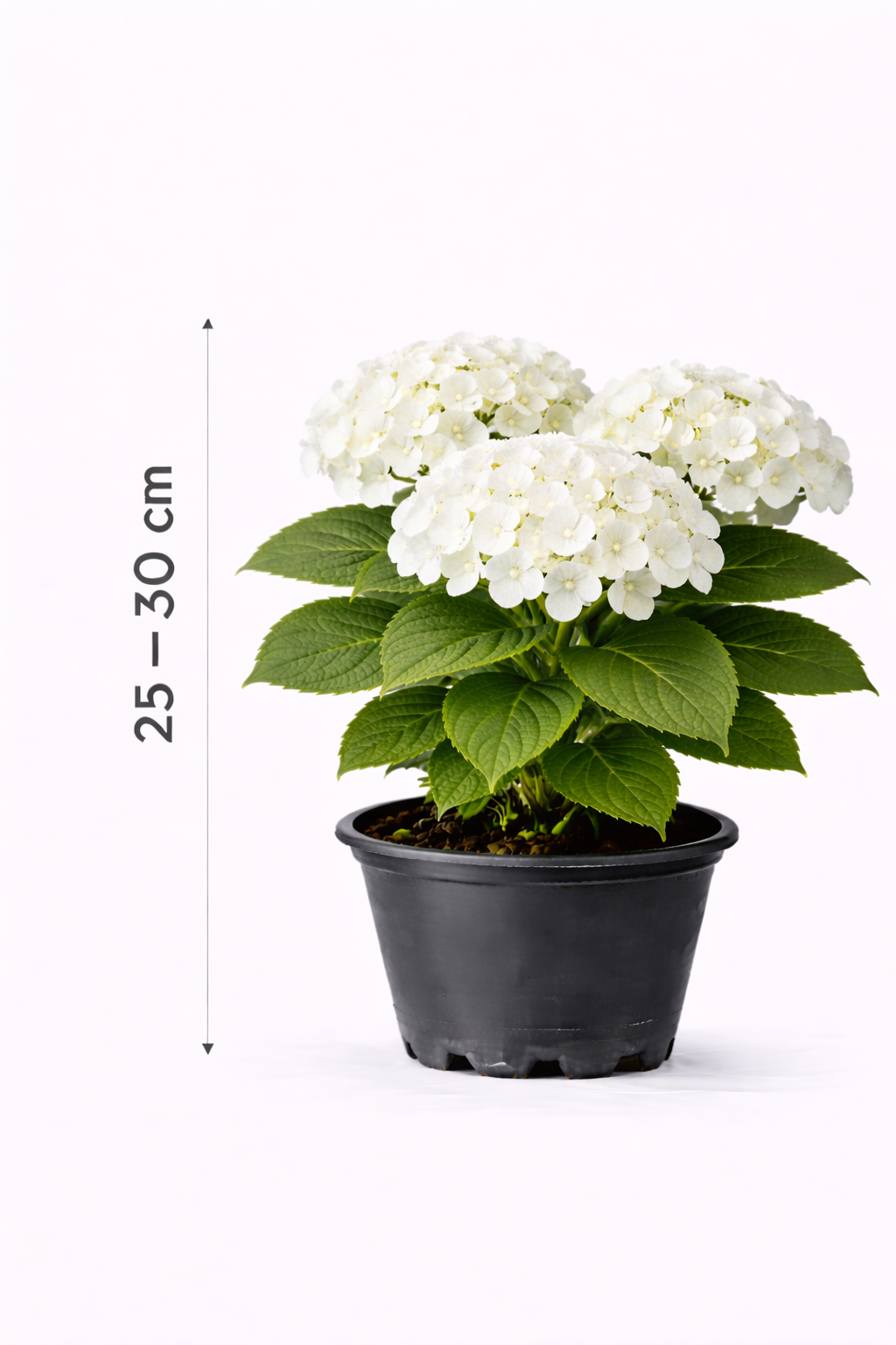Hydrangea macr. 'Endless Summer The Bride' 25 - 30