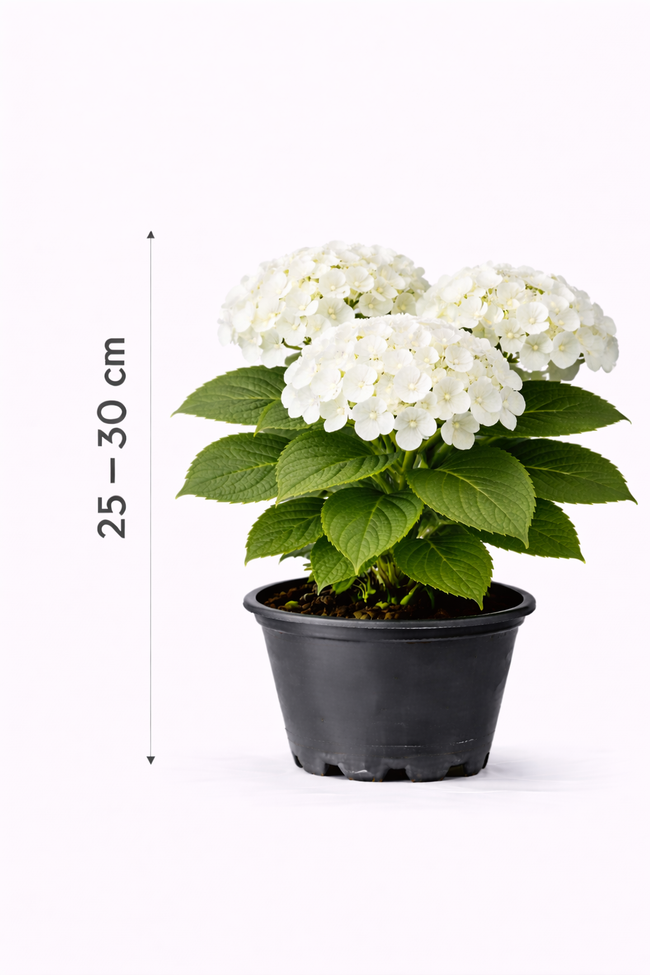 Hydrangea macr. 'Endless Summer The Bride' 25 - 30