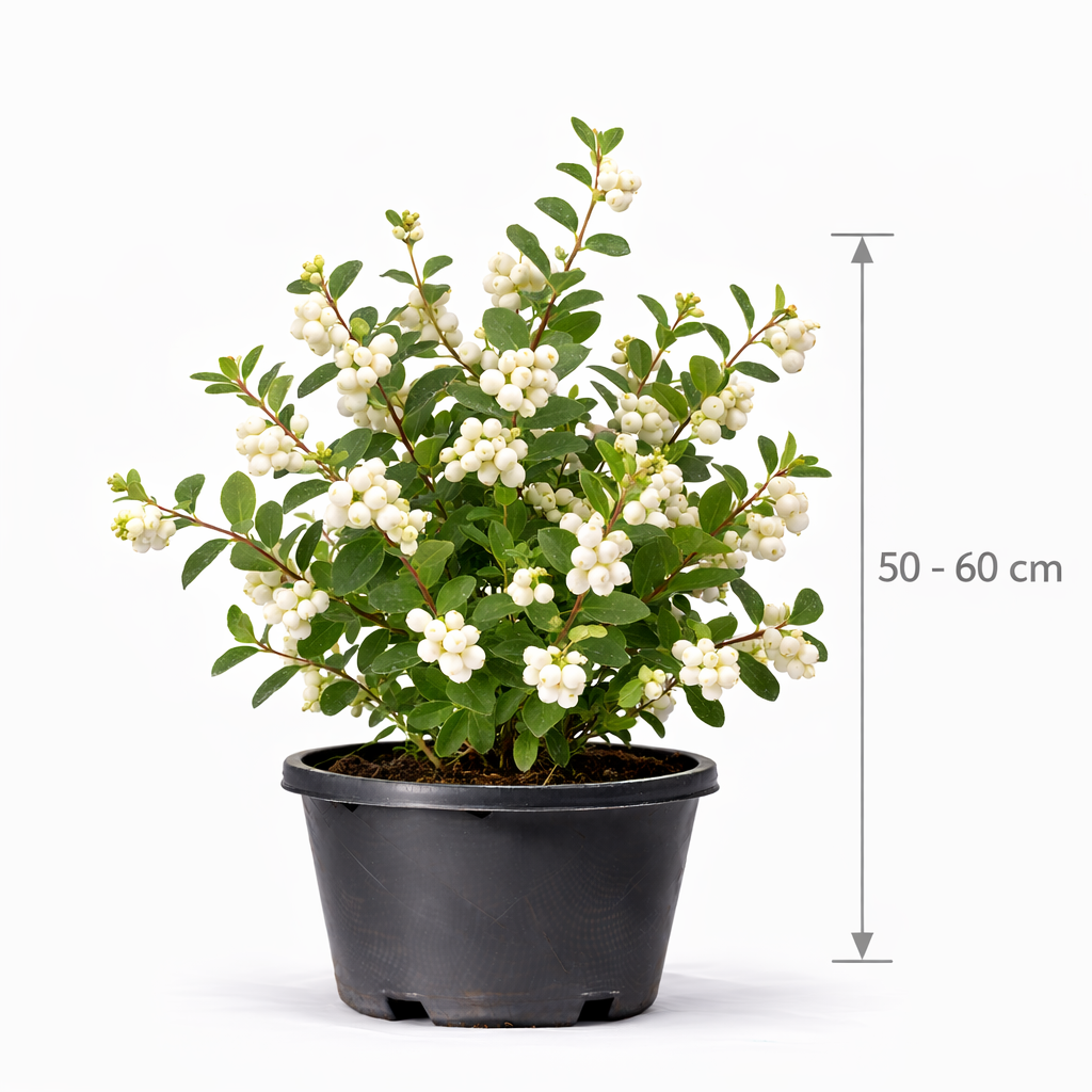 Symphoricarpos d. 'Mother of Pearl' 50 - 60