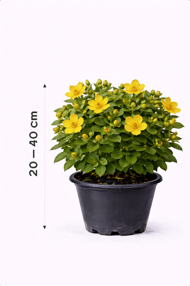 Hypericum hybr. 'Hidcote' 30 - 40