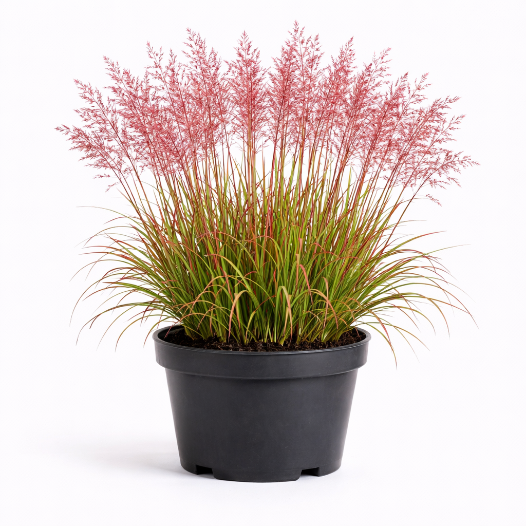 Miscanthus sin. 'Red Cloud' c3