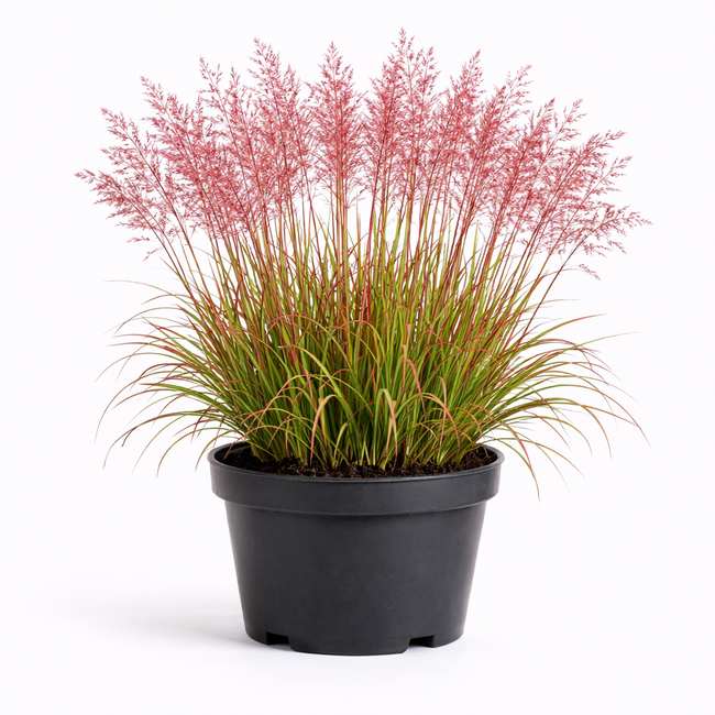 Miscanthus sin. 'Red Cloud' c3