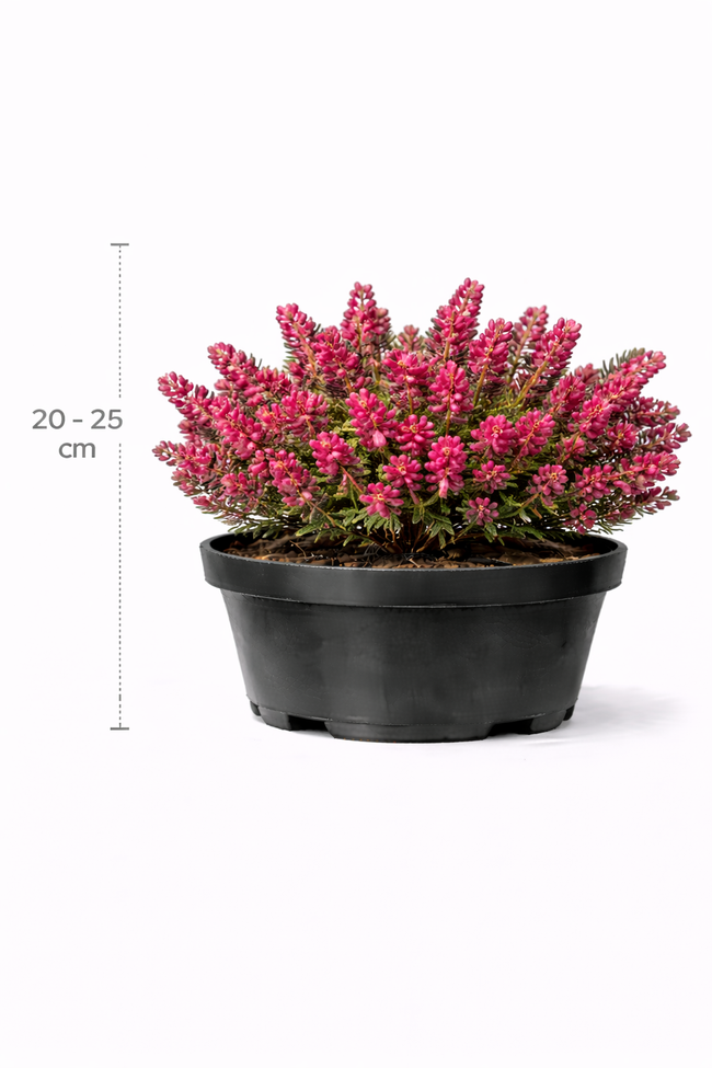 Erica carnea rood 20 - 25