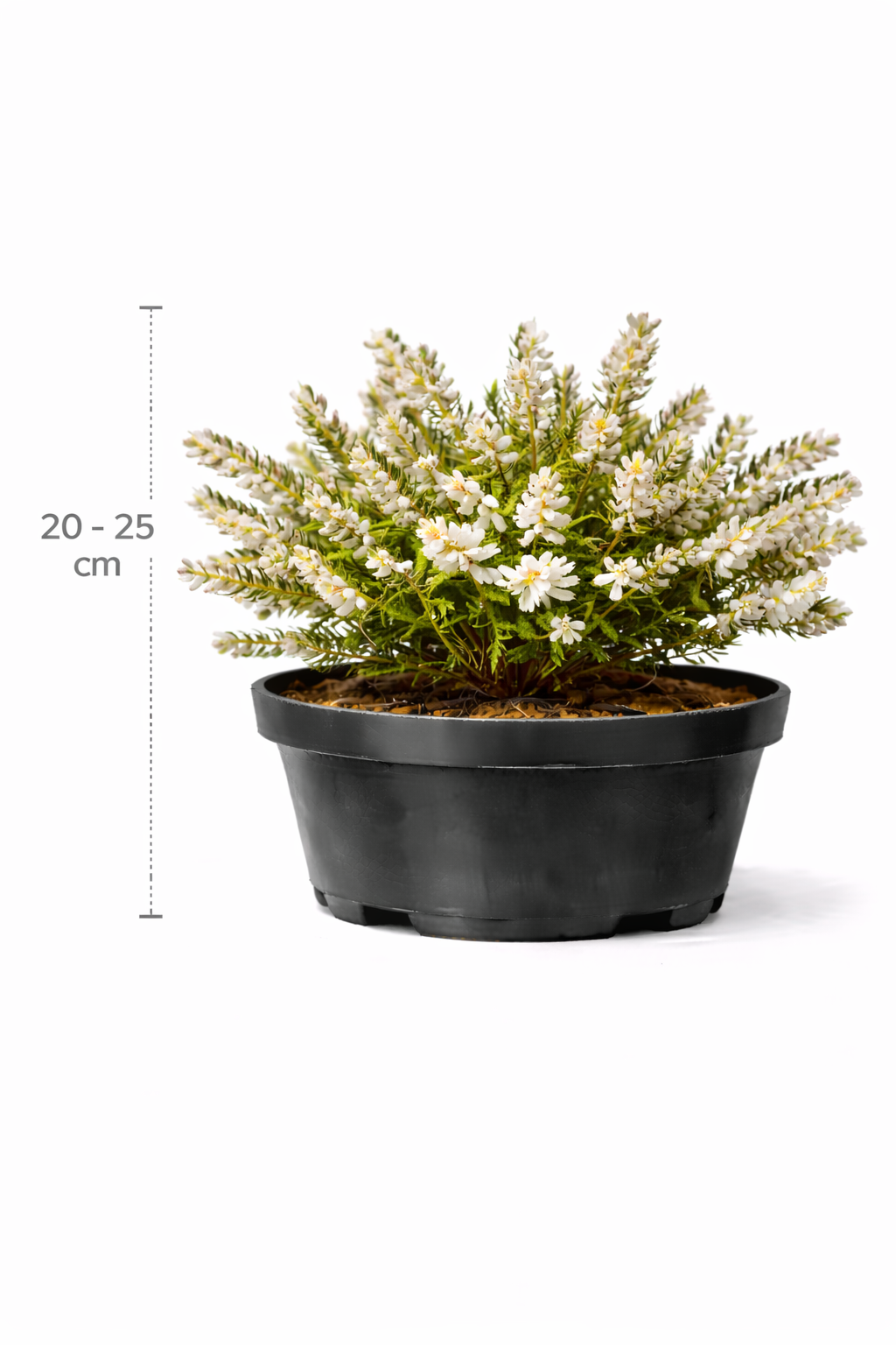 Erica carnea wit 20 - 25