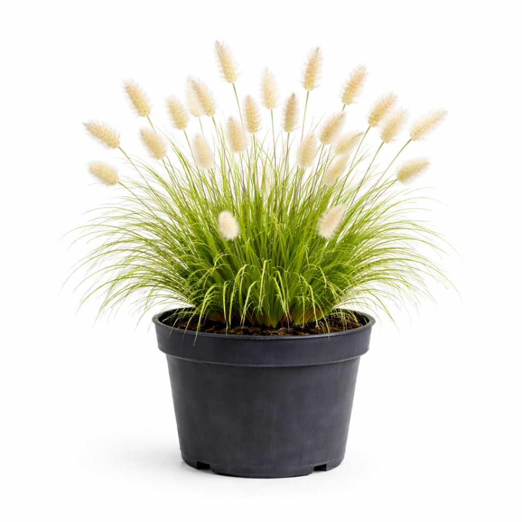 Pennisetum alop. 'Little Bunny' C3