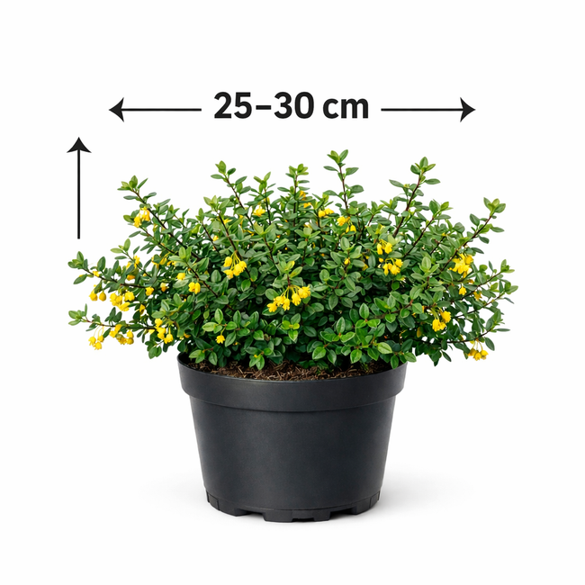 Berberis verruculosa 25 - 30
