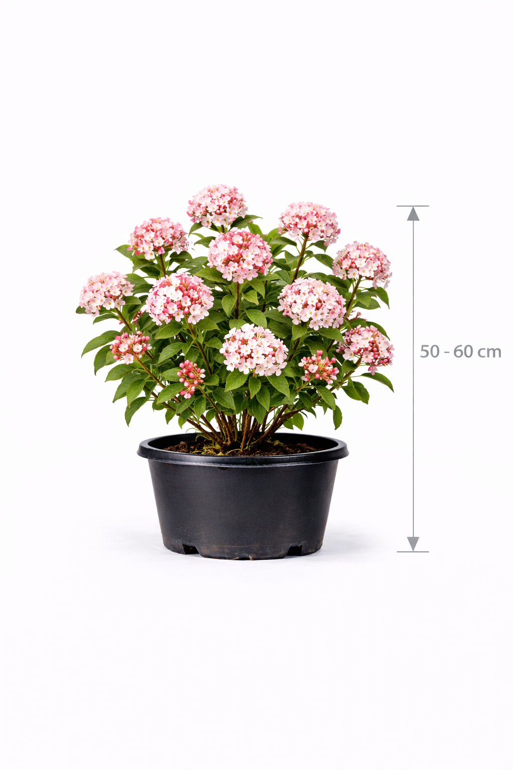 Viburnum carlesii 'Aurora' 50 - 60