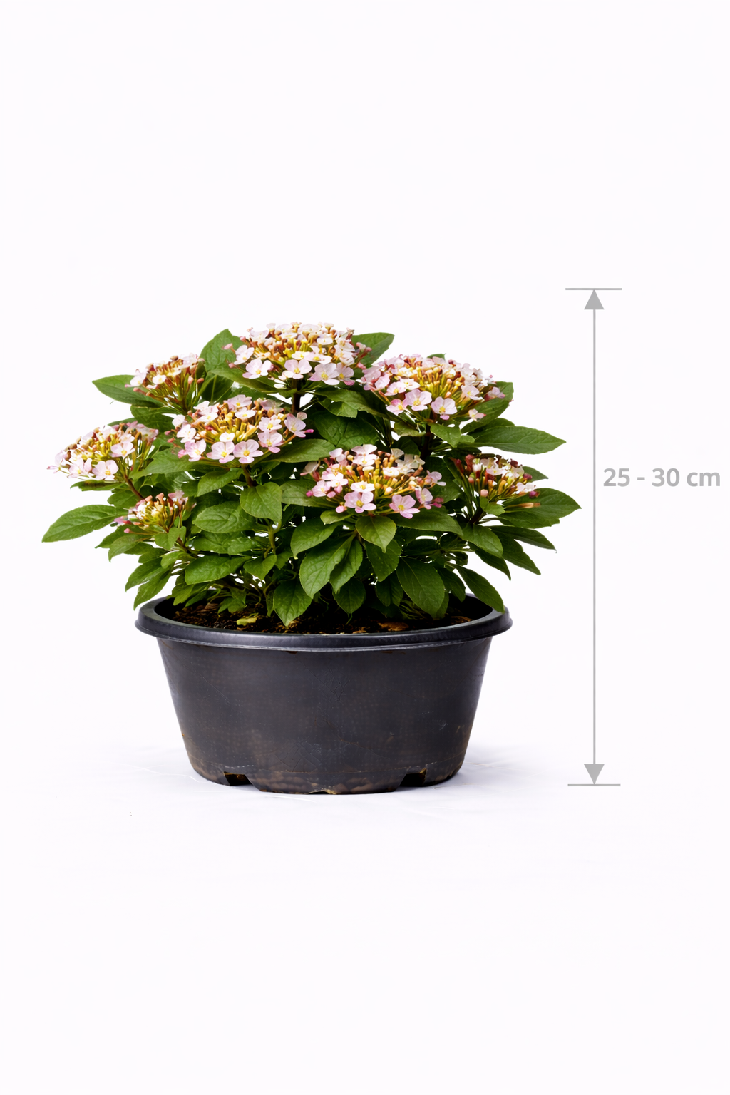 Viburnum tinus 'Gwenllian' 25 - 30