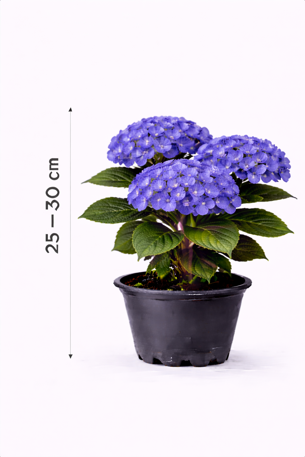 Hydrangea macr. 'Zorro' 25 - 30