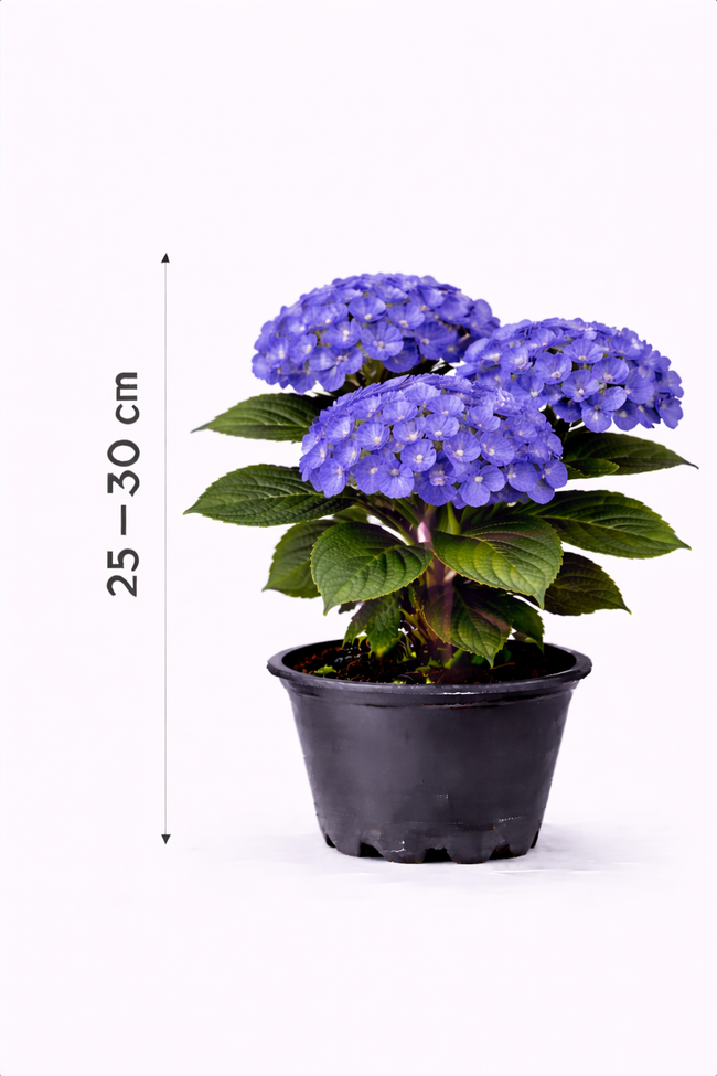 Hydrangea macr. 'Zorro' 25 - 30
