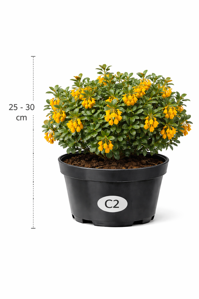 Berberis darwinii 25 - 30