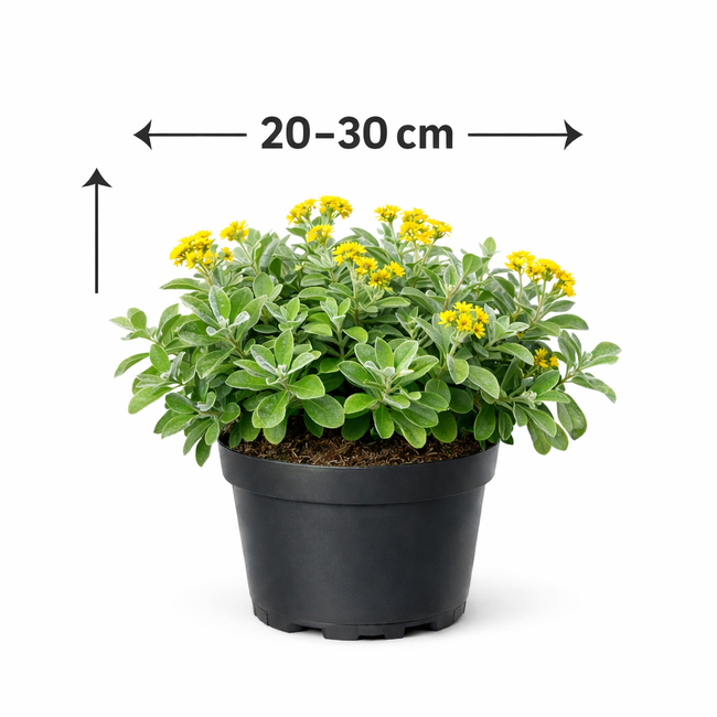 Brachyglottis 'Sunshine' 20 - 30