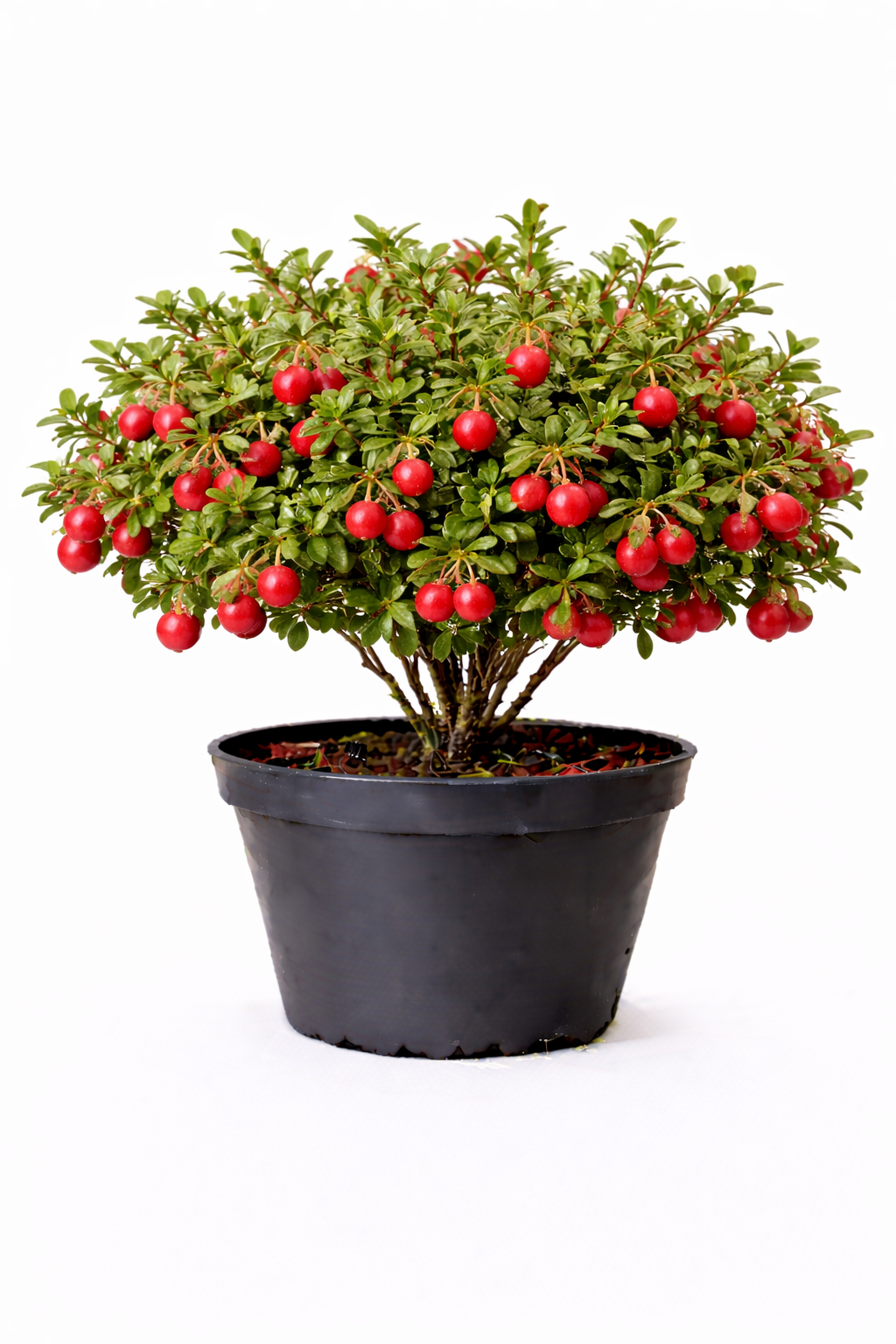 Vaccinium macrocarpon cranberry 30 - 40