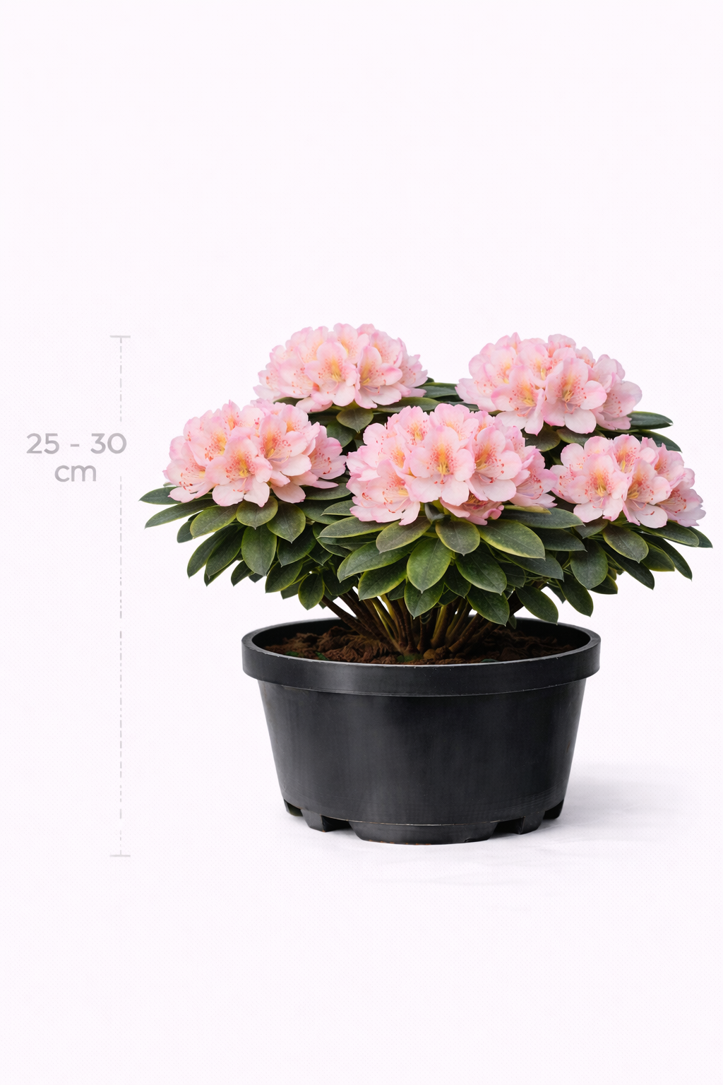 Rhodo (yak.) 'Dreamland' 25 - 30 C3