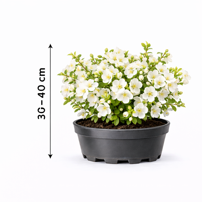 Chaenomeles sup. 'Jet Trail' 30 - 40