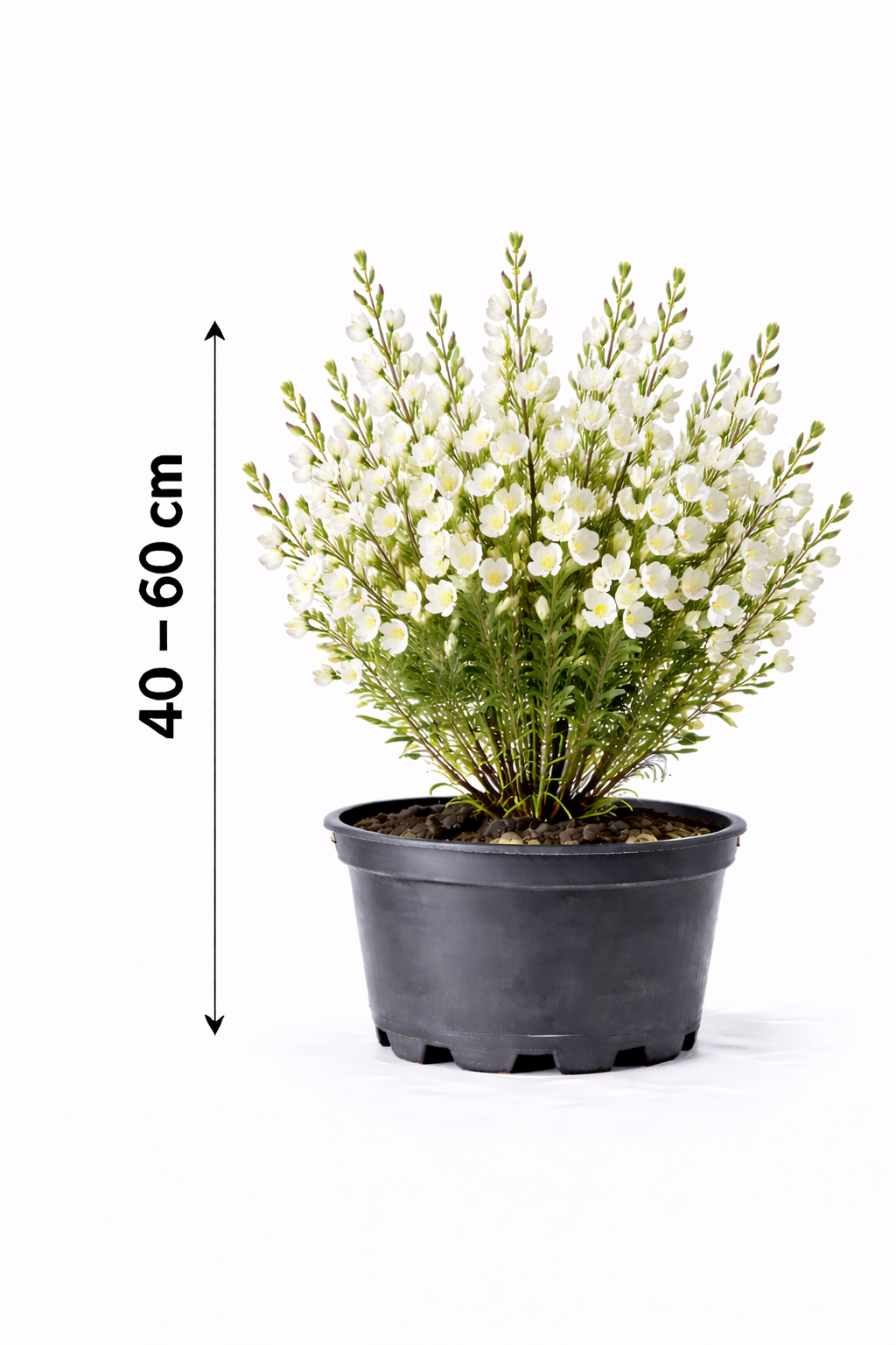 Cytisus praec. 'Albus' 40 - 60