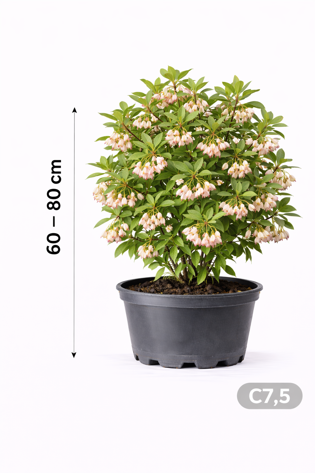 Enkianthus campanulatus 60 - 80 C7.5