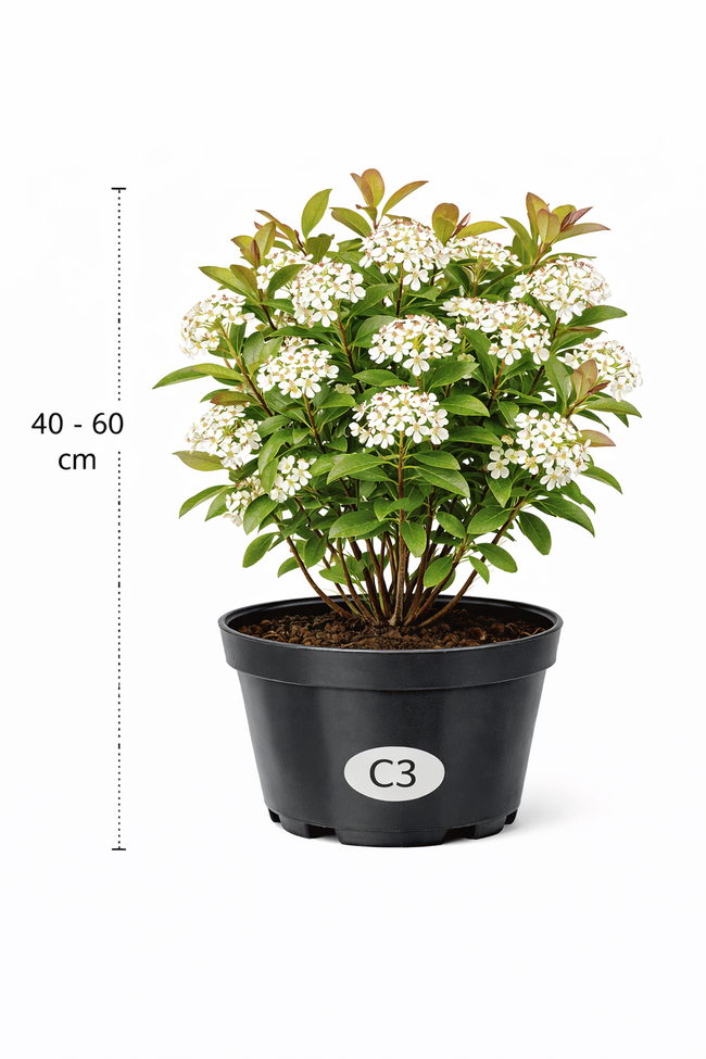 Aronia arbutifolia 'Brilliant' 40 - 60 C3