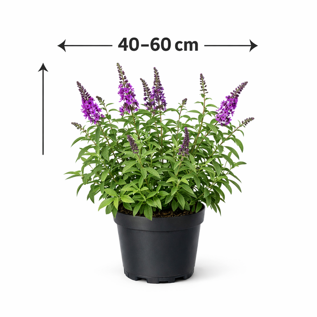 Buddleja 'Argus Velvet' 40 - 60