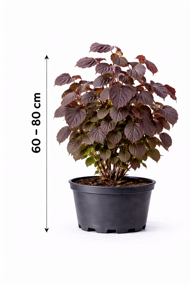 Corylus maxima 'Purpurea' 60 - 80