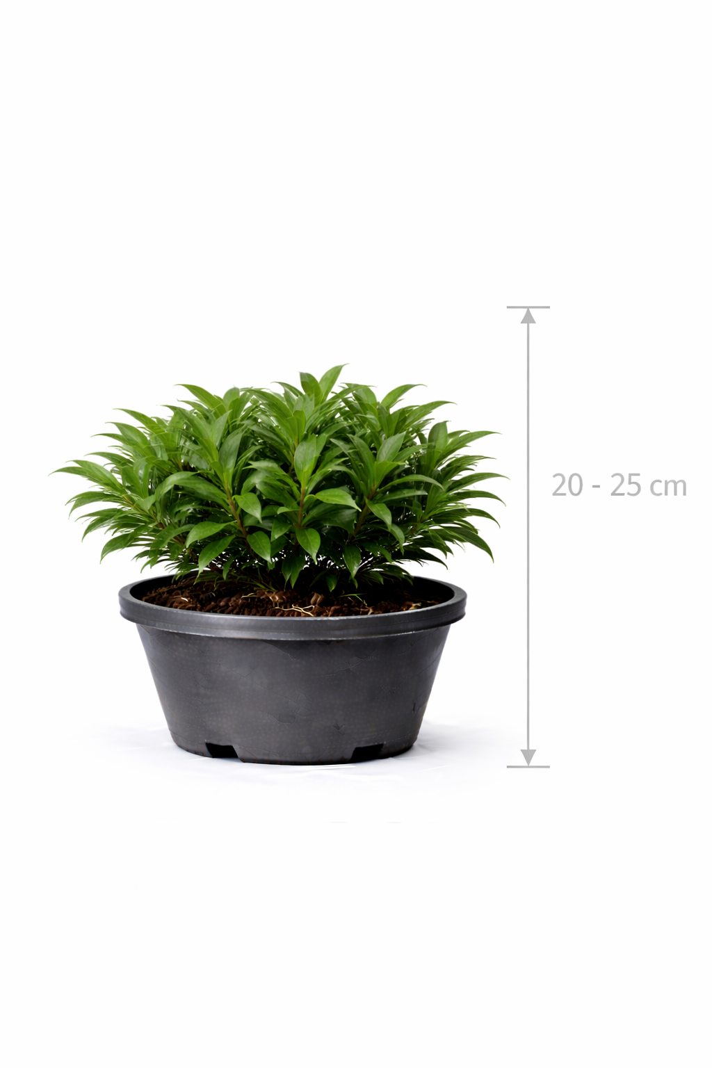 Sarcococca hum. 'Winter Gem' 20 - 25