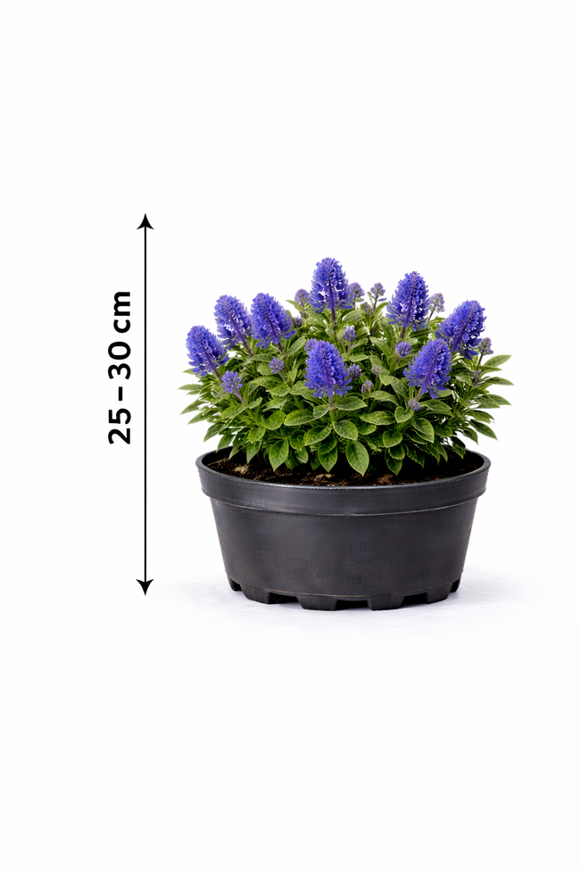 Ceanothus impr. 'Victoria' 25 - 30