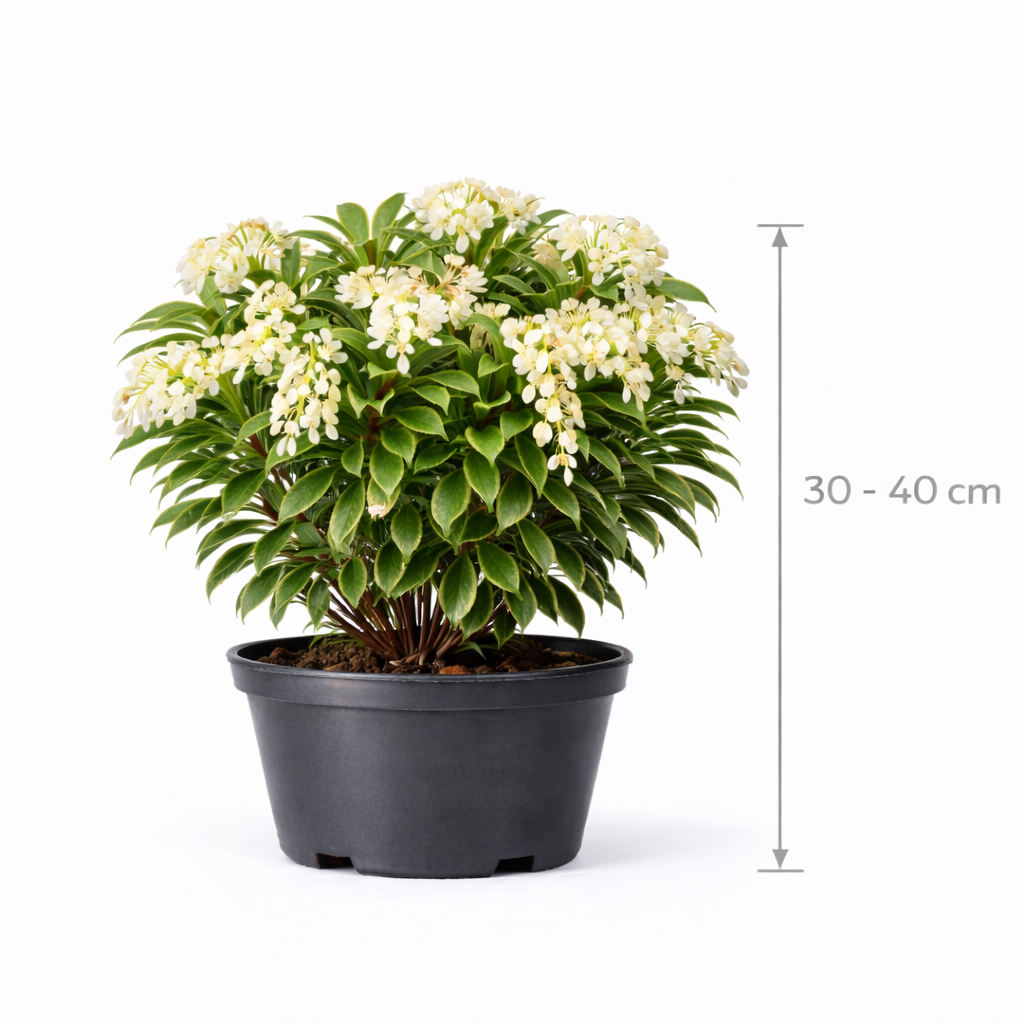 Pieris jap. 'Debutante' 30 - 40 C5