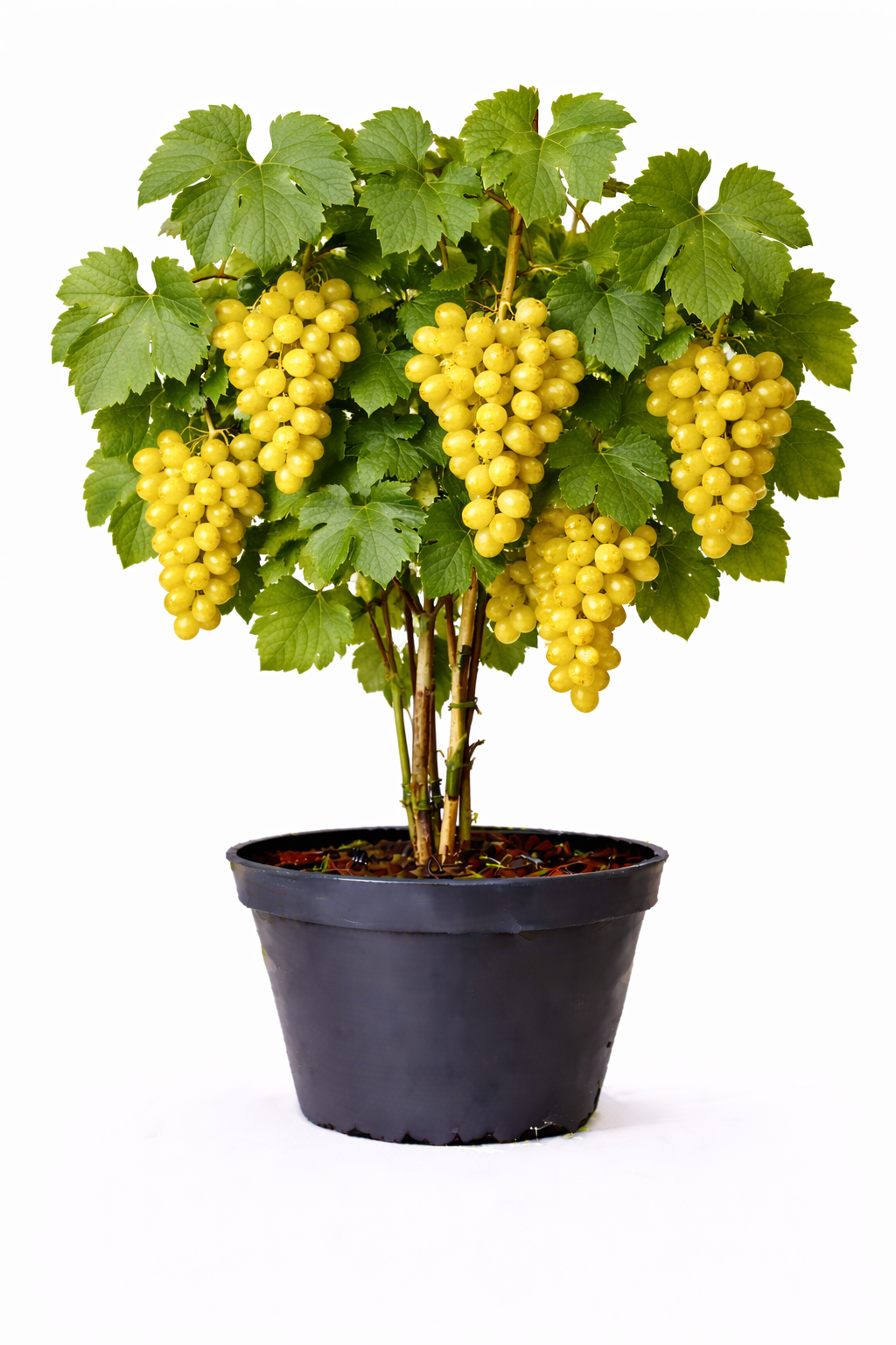 Vitis vin. 'Golden Champion' 50 - 60