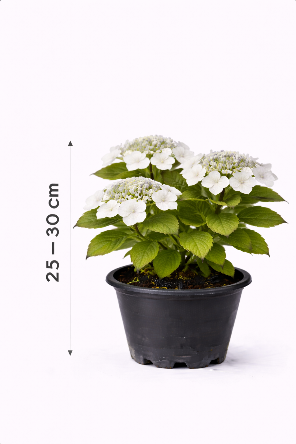 Hydrangea 'Teller White' 25 - 30