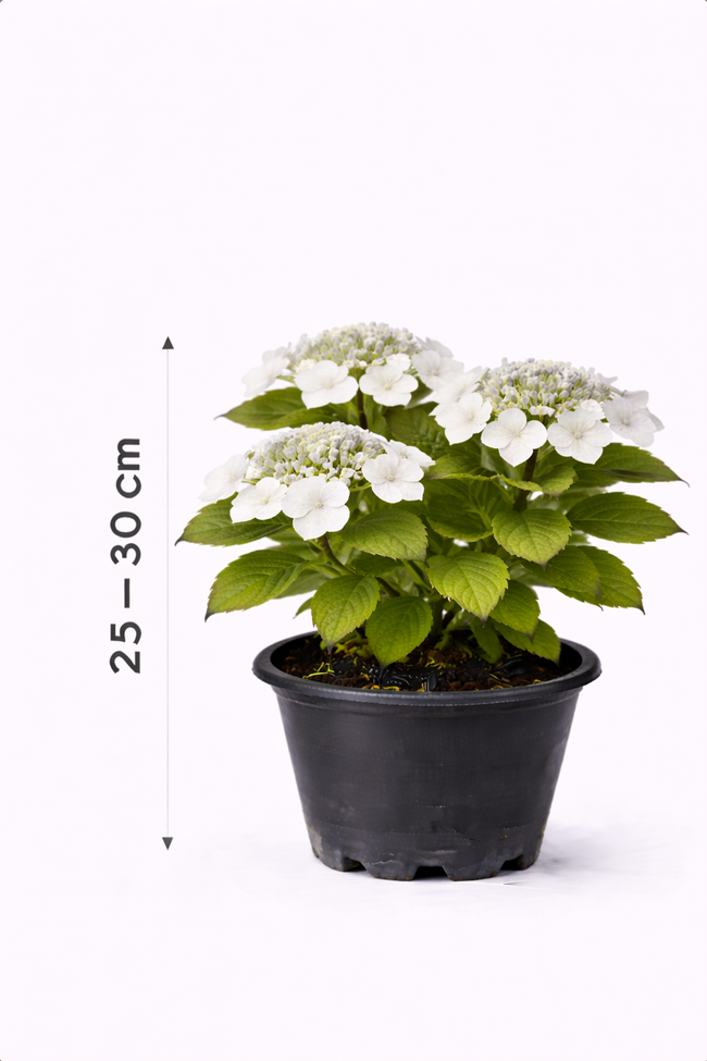 Hydrangea 'Teller White' 25 - 30