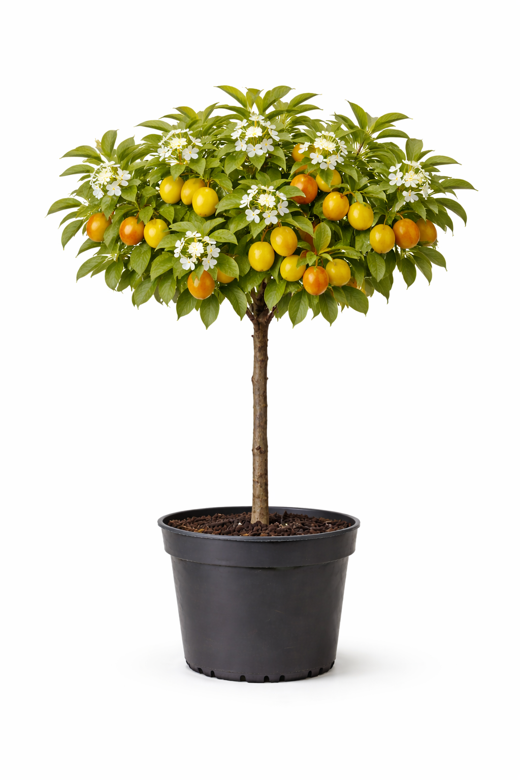 Prunus dom. 'Mirabelle de Nancy' halfstam c7.5