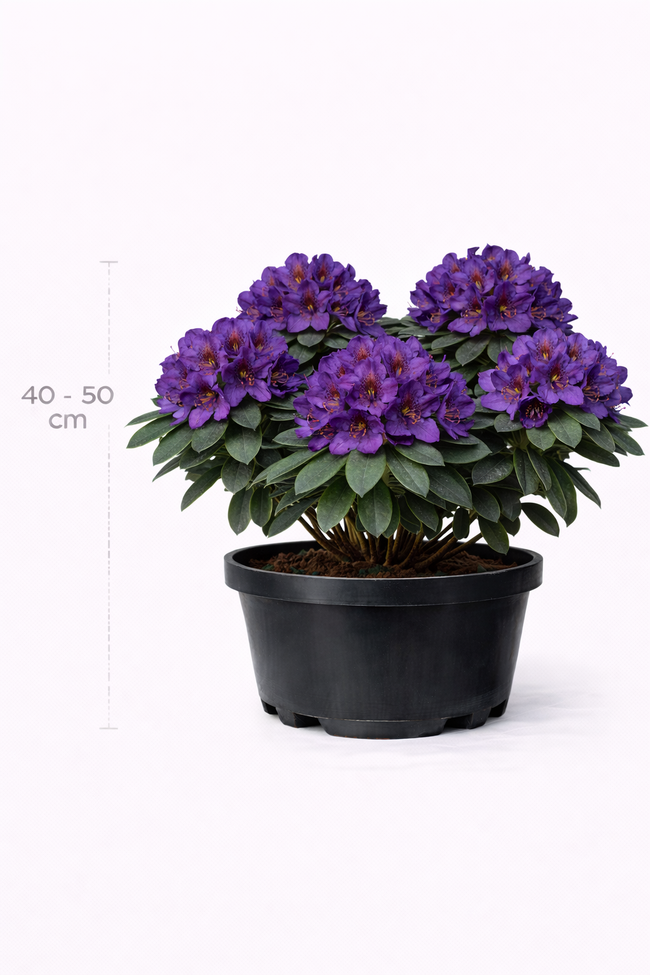 Rhodo (pont.) 'Marcel Menard' 40 - 50 C4