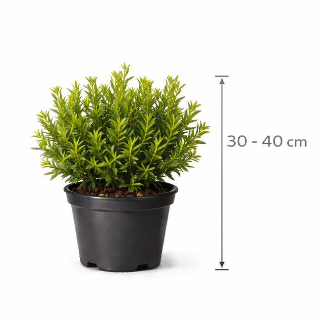 Myrica gale 30 - 40