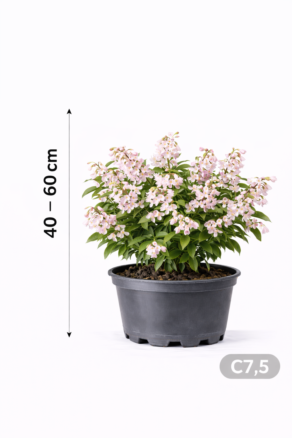 Deutzia ros. 'Campanulata' 40 - 60