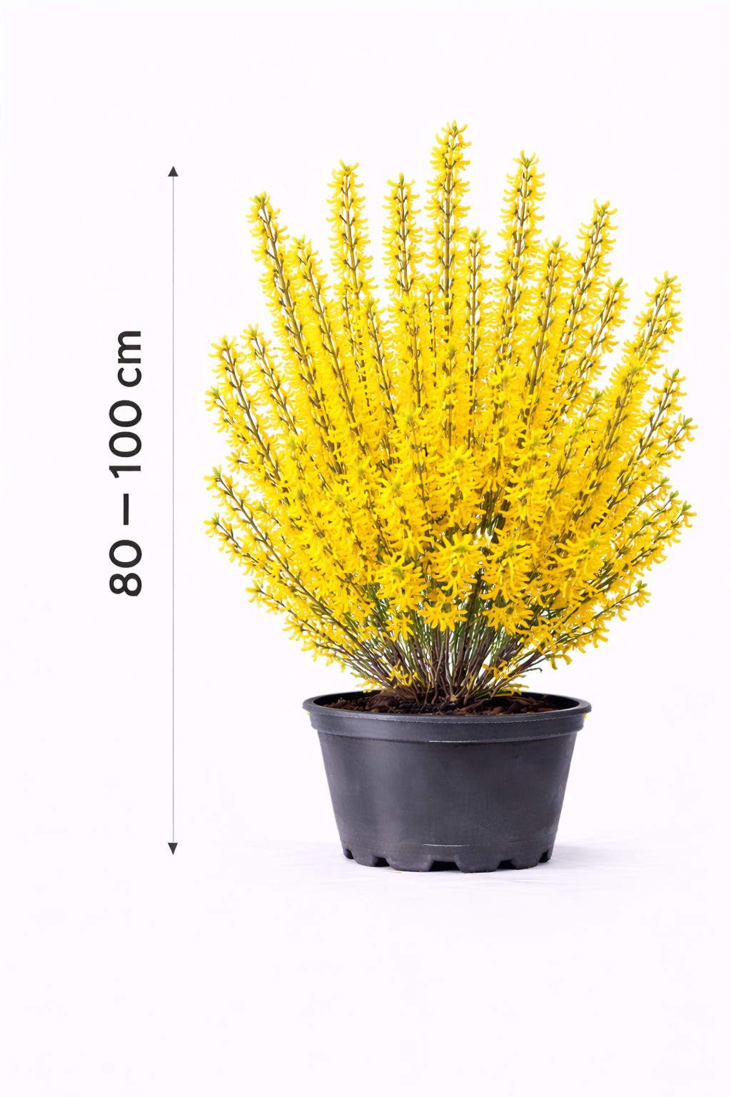 Forsythia int. 'Week-end' 80 - 100 c7.5