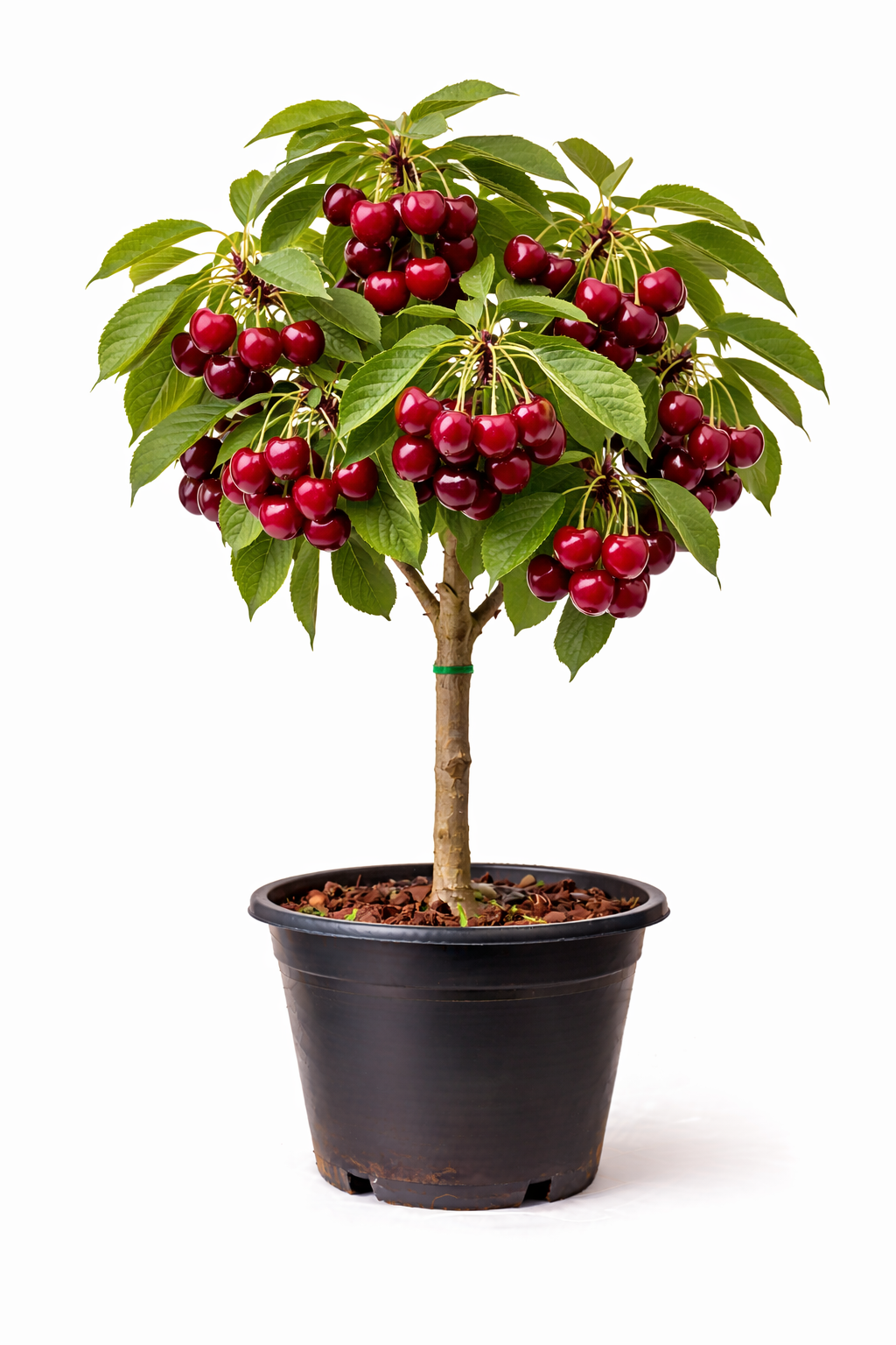 Prunus av. 'Bigar. Burlat' halfstam C7.5