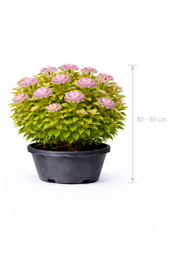 Spiraea jap. 'Little Princess' 40 - 50 C7.5