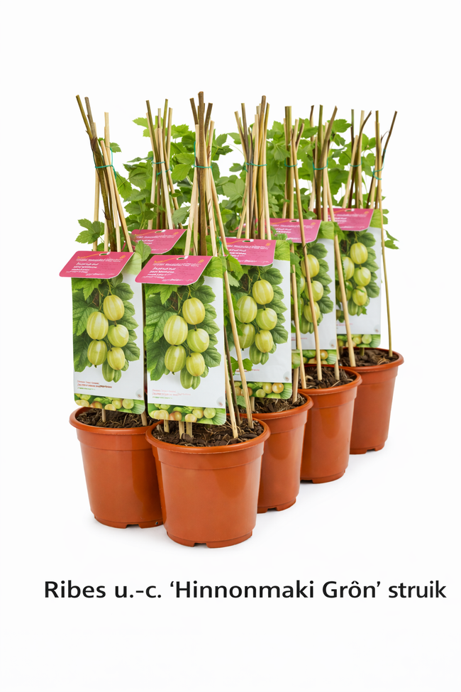 Ribes u.-c. 'Hinnonmaki Grön' struik