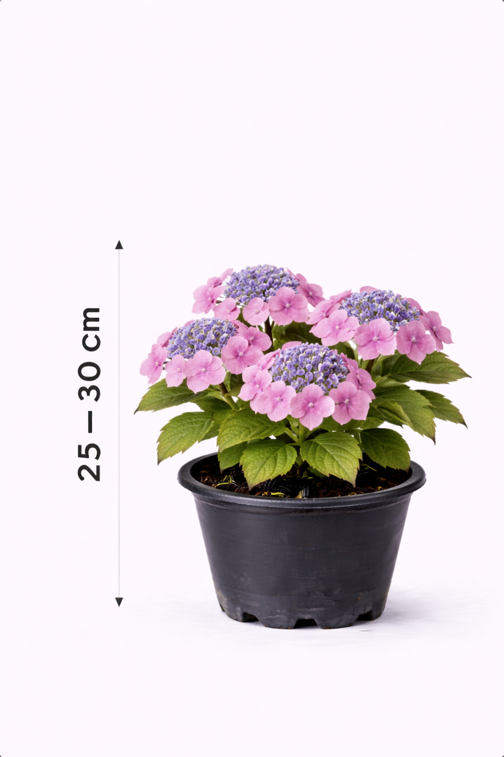 Hydrangea serr. 'Magic Pillow' 25 - 30