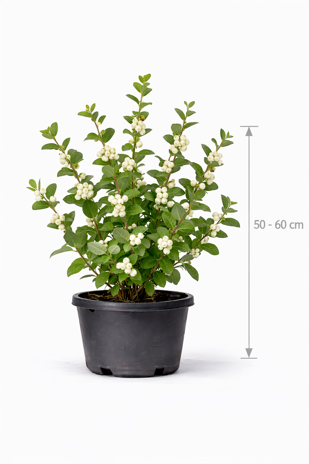 Symphoricarpos chenaultii 50 - 60