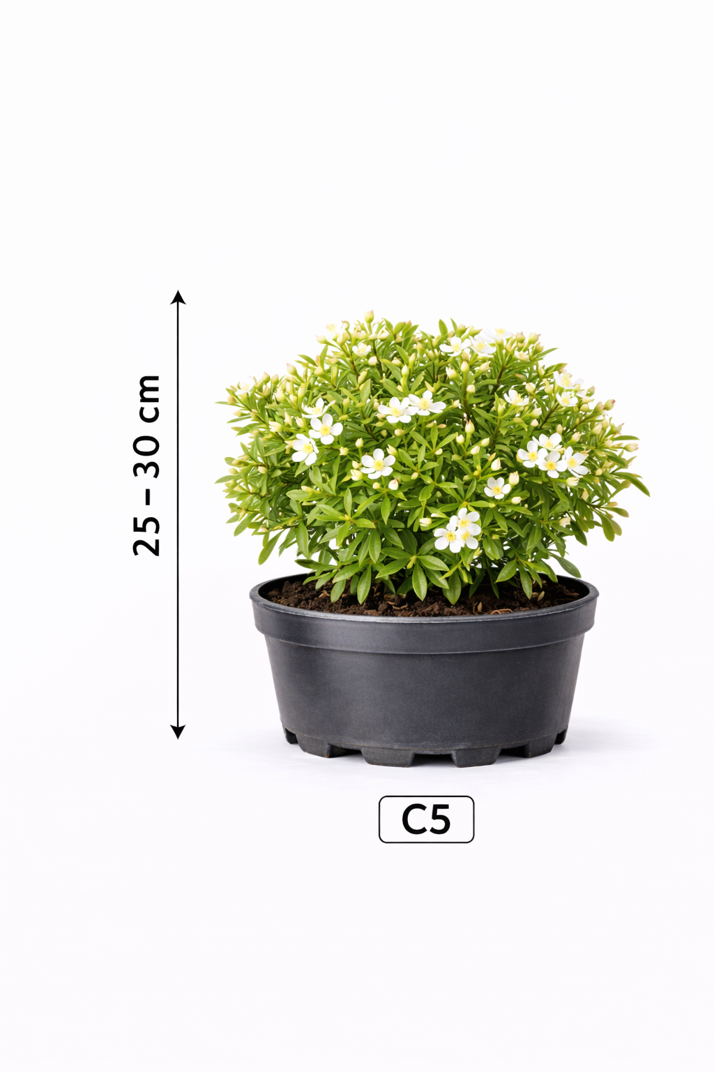 Choisya tern. 'Greenfingers' 25 - 30