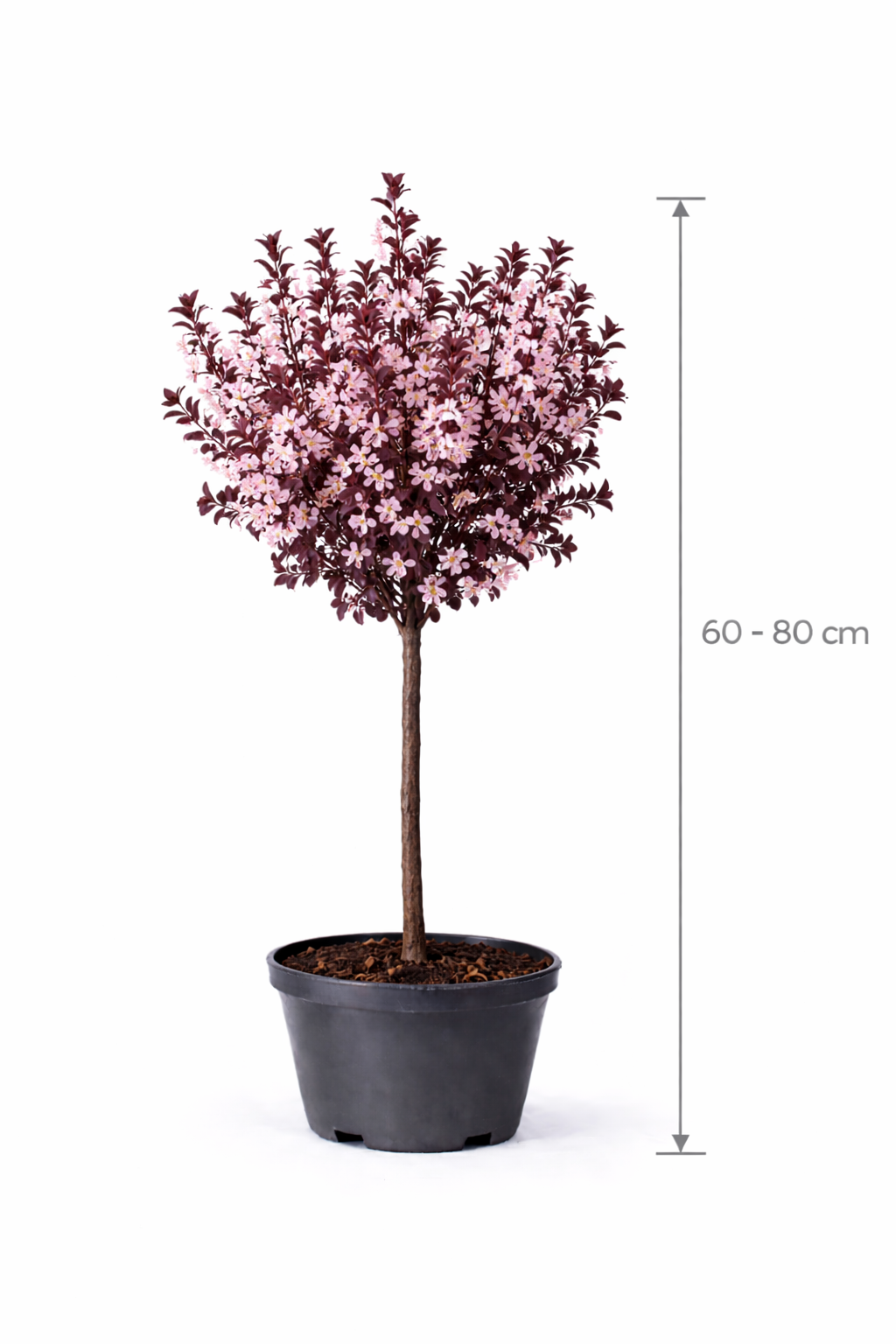 Prunus cer. 'Nigra' 60 - 80 C5