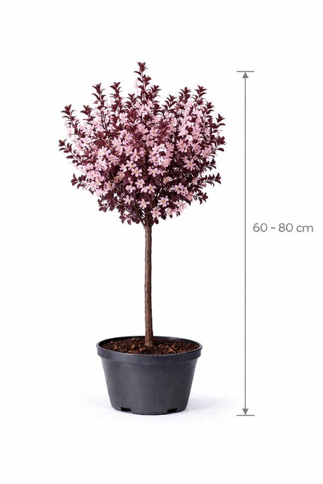 Prunus cer. 'Nigra' 60 - 80 C5