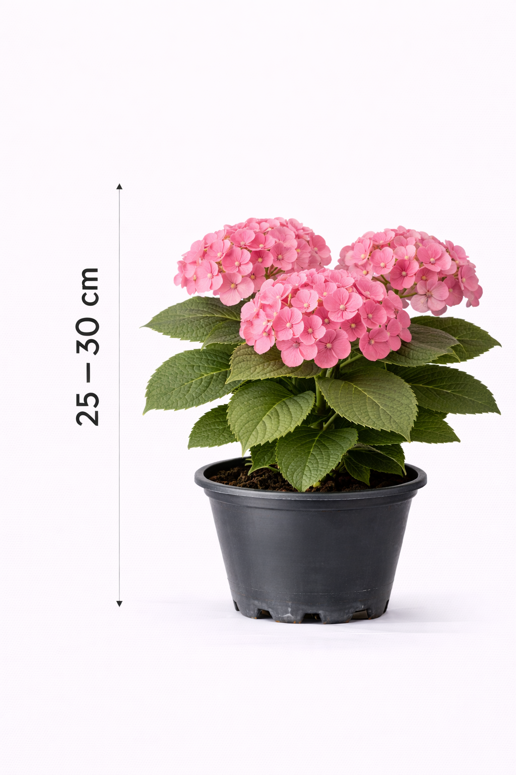 Hydrangea macr. 'Bouquet Rose' 25 - 30