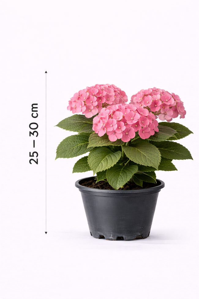 Hydrangea macr. 'Bouquet Rose' 25 - 30