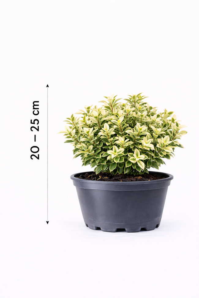 Euonymus jap. 'Pierrolino' 20 - 25
