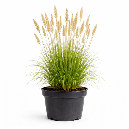 Calamagrostis acut. 'Karl Foerster' C3