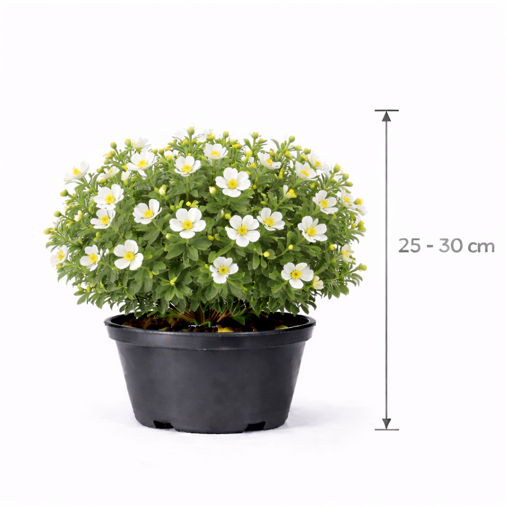 Potentilla frut. 'Abbotswood' 25 - 30