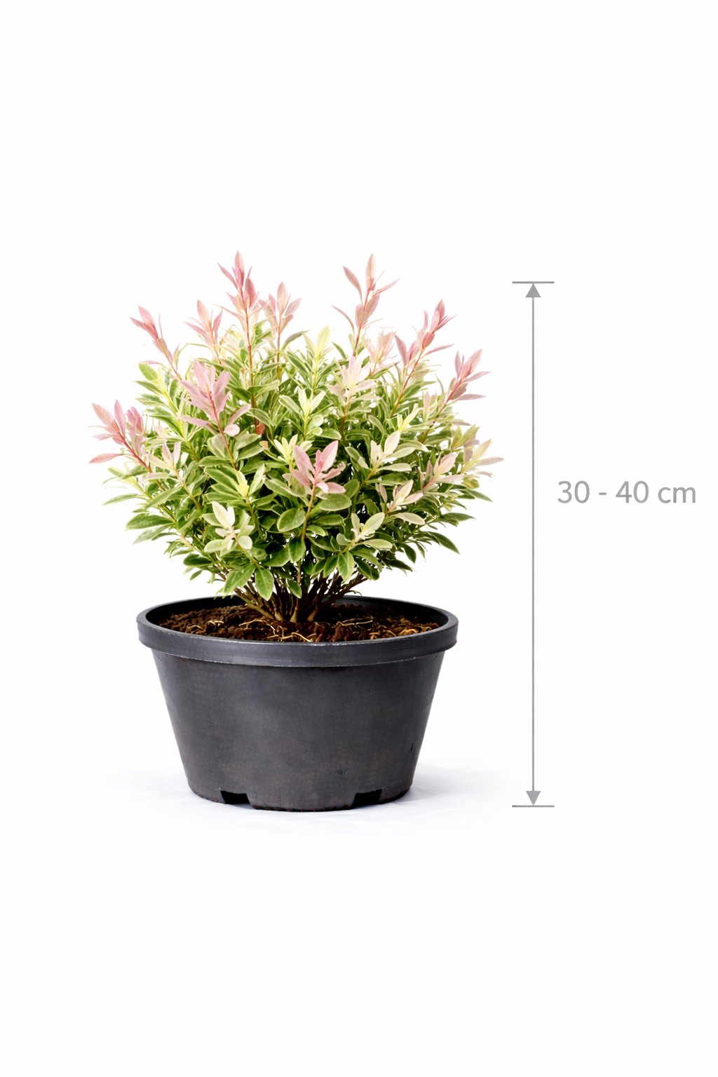 Salix integra 'Flamingo' 30 - 40
